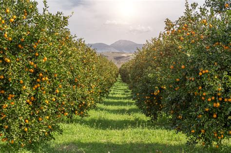 Organic Oranges Garden On Homegrown Orange Tree Stock Photo Download