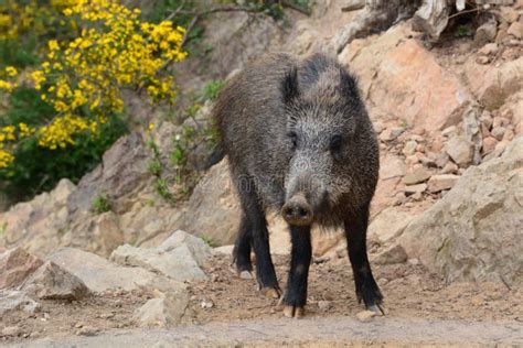 Wild Boar In Nature Liguria Italy Stock Image Image Of Europe