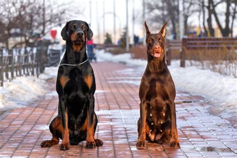 How To Make Doberman Ears Stand Up Without Cropping 2024 Petsical
