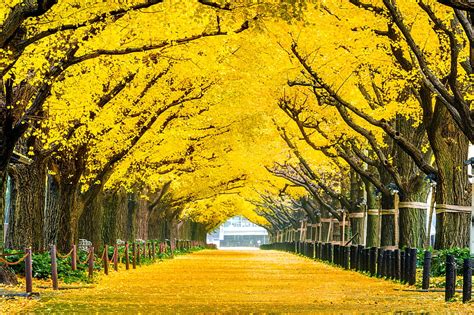 1290x2796px 2k Free Download Yellow Autumn Japan Leaves Trees