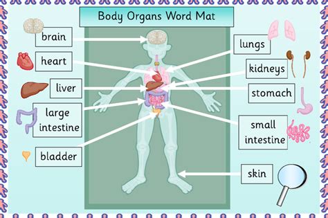 Human Body Organ Diagram Printable Diagrams