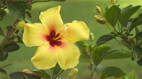 Hibiscus Hd Wallpaper Background Image 1920x1080
