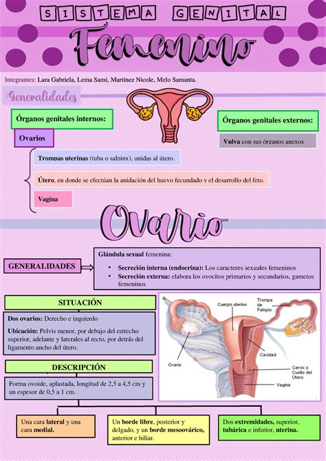 Mapa Mental Sistema Genital Femenino Udocz Images And Photos Finder