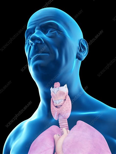 Illustration Of An Elderly Mans Throat Anatomy Stock Image F023
