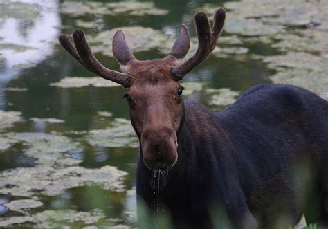 what you should know about moose behavior and how to avoid conflicts koal price ut