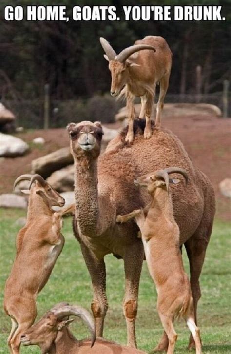 6 years ago no comments. 23 Very Funny Camel Meme Photos And Images