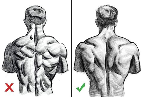 Best Practice Advice For Capturing Human Anatomy Hình Giải Phẫu Vẽ