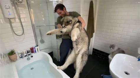 A possible indicator of this would be if your child stands and refuses to sit in the water through the entire bath. My Malamute Hates Bath Time But Baby Helps Him!! (SO CUTE ...