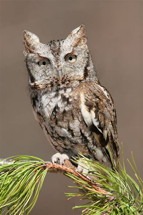 True Owl Wikipedia