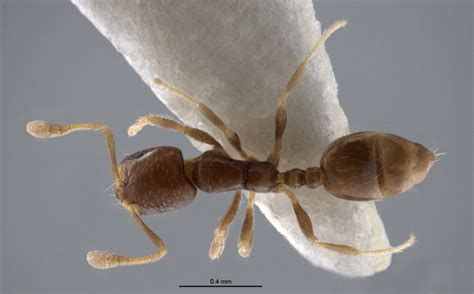 Formicidae Myrmicinae Monomorium Monomorium