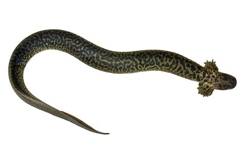 Water Salamander