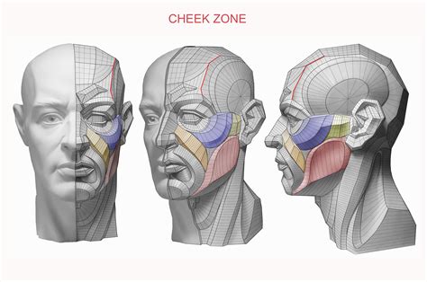 This mask features derek's famous drawing of a spine on grey's anatomy,. Pin on Anatomy 4 Sculptors