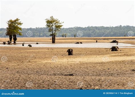 Dry Lake Bed With Debris Trees And Stumps Stock Photo Image Of