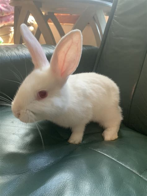 Mini Rex Rabbits For Sale Clearwater Fl 404261