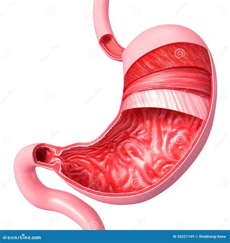 Anatomy Of Stomach Cut Section Royalty Free Stock Images Image 36221149