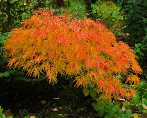 Here are 15 good options for your landscape. Waterfall Japanese Maple Trees | Japanese maple tree ...