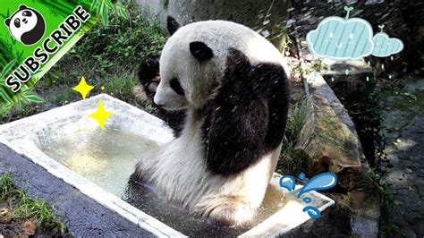 Panda Theme Pandas Summer Shenanigans In The Water Ipanda Youtube