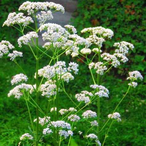 Plant with small purple flowers used as a culinary herb. Anise Seeds - Pimpinella Anisum Herb Seed