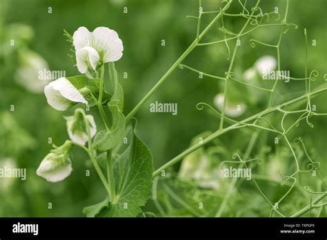Pisum Sativum Garden Pea Flower Hi Res Stock Photography And Images Alamy
