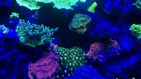 Coral Fluorescence In Different Wavelengths Youtube