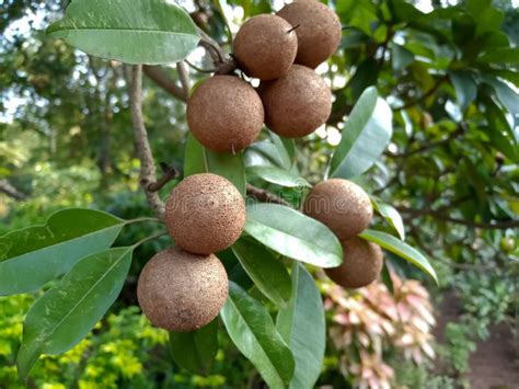 Chiku Fruits Tree In Agriculture Stock Photo Image Of Plant Sweet