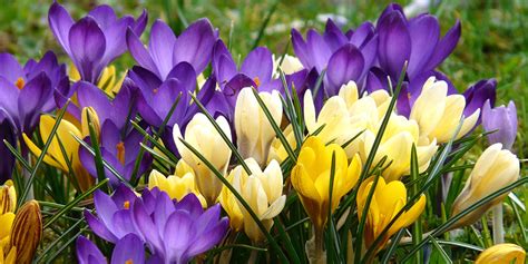 Crocus Planting Guide How To Plant Grow And Care For Crocus Dutchgrown