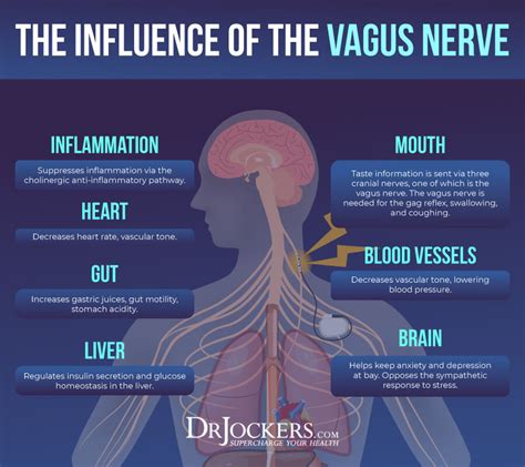 Unique Tips About How To Increase Vagal Tone Feeloperation