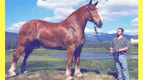 top  biggest horse breeds   world  horsetv