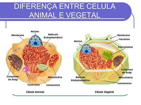 CiÊncias 8º Ano Profª Norilda Ppt Carregar