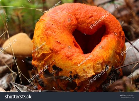 Edible Bright Orange Lobster Mushroom Hypomyces Stock Photo 1539658925