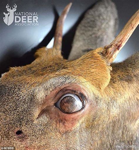 Deer With Bizarre Condition That Covers Its Eyeballs With Hair Is Put