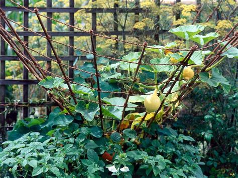 Maybe you would like to learn more about one of these? Pin by Peggy McClean on vertical | Squash trellis, Summer ...