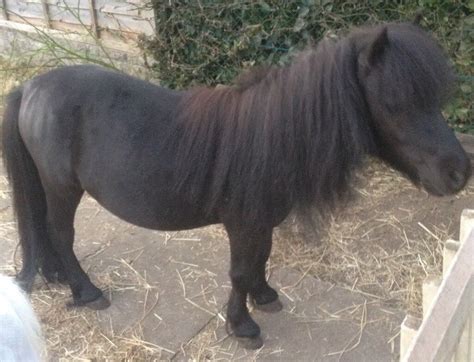 Black Mini Shetland Pony Stallion In Swadlincote Derbyshire Gumtree