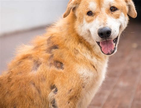 Dog With Scabs And Losing Hair Our Vet Explains What To Do