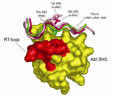 8 Sh3 Interactions Surface Rendition Of The Abl Sh3 Domain Of Abl