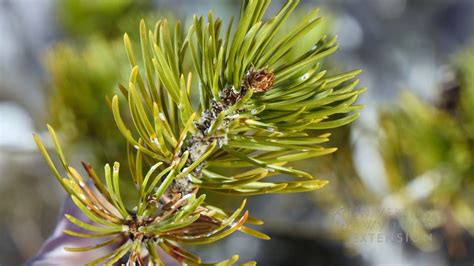 We did not find results for: Pine Needle Scale | From the Ground Up | Lawn and garden ...