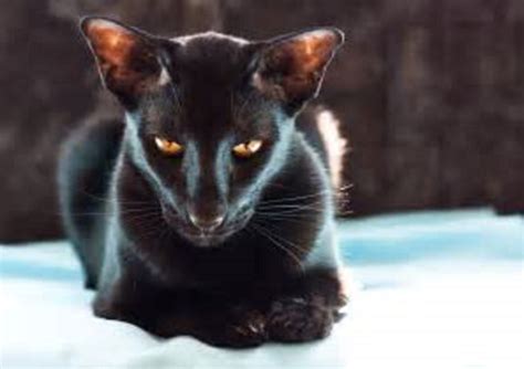 Oriental Cat Cat Kitten