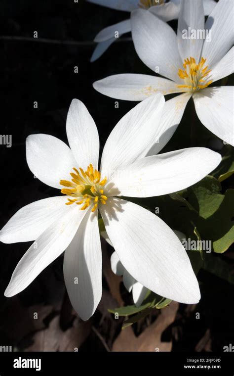 Sanguinaria Canadensis Is A Medicinal North American Spring Wildflower