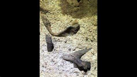 Ancient Shark Fossils Found At Kentuckys Mammoth Cave Lexington