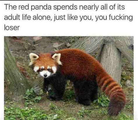 Random Whatsapp Meme Dumperino Red Panda Panda Panda Facts For Kids