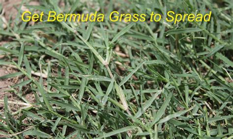 Does Bermuda Grass Spread How To Make It Fill In Fast Lawnsbesty