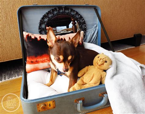 Diy Vintage Suitcase Dog Bed The Gold Jellybean