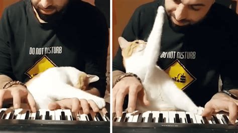 VIDEO VIRAL Gato escucha a su dueño tocando el piano y tiene emotiva