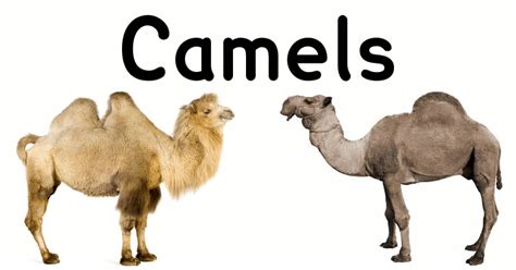 To state some specific features of vocabulary, grammar and pronunciation differences in clothing vocabulary can be quite tricky, too: types of camel : educationalgifs
