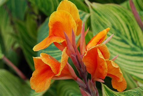 THE FLOWER GARDEN Canna Lily