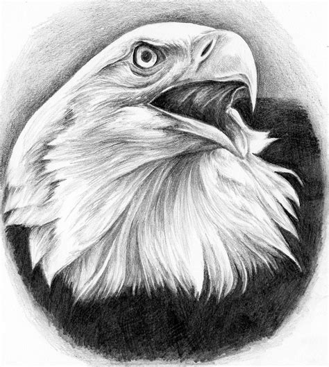 Eagle Graphite Drawing Of An Eagle Bird Drawings Animal