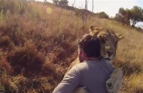 Video Of The Week Gopro Lions The New Endangered Species Wired