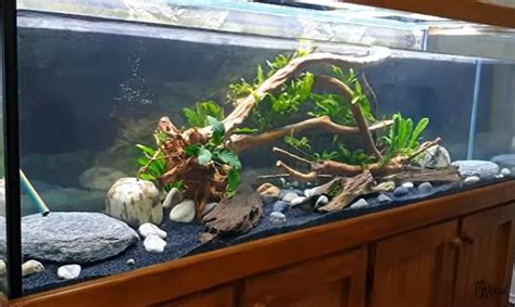 How To Setup Planted Aquarium Aquascape For Oscar Fish