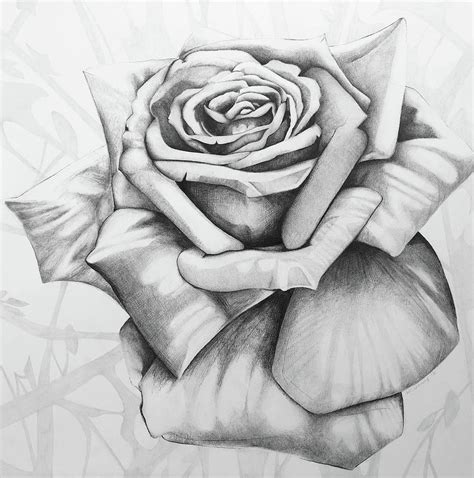 Open Rose Drawing By Bykatedenny