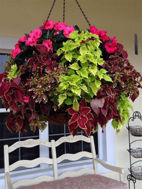 Hanging Basket Coleus Plants Tutorial Found In Pamela Crawfords